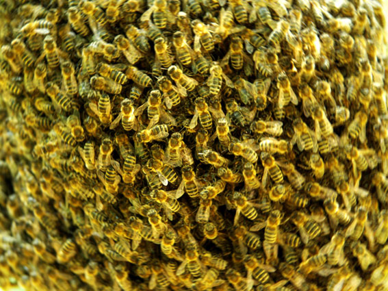 yellow_bees